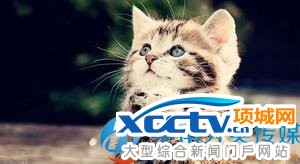 ��ռһ����λ��Ů�Ӵ�è�������� Ī�Ǵ�è�����������·���