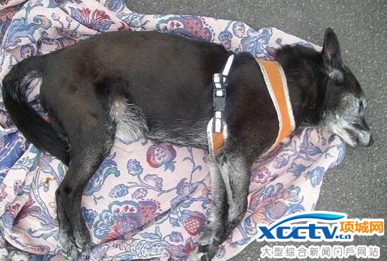 英国男子因热死宠物狗获刑 起诉者质疑对方故意施残