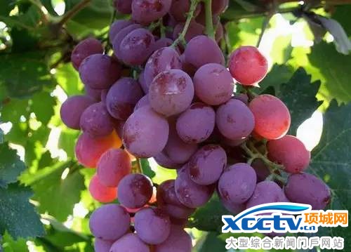 ��������Ԥ��12��26�տ�ͨ �˼��ɾ��θ���