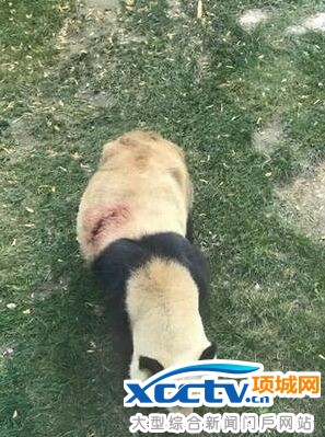 兰州动物园大熊猫被虐照片