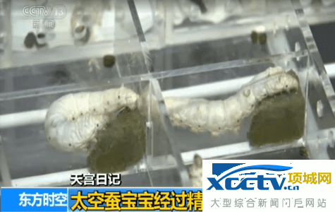天宫二号空间实验室6只蚕宝宝在太空吐丝结茧