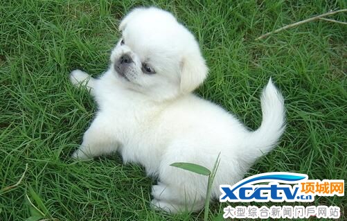 流浪狗遭人泼热油 众网友气愤不已