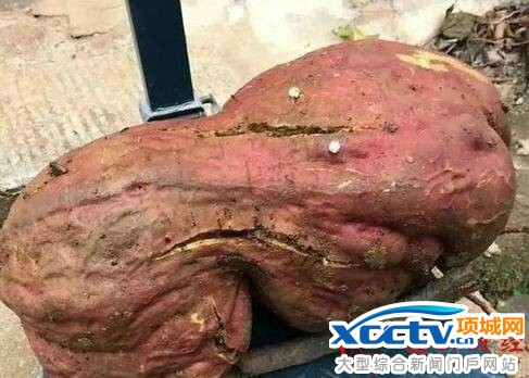 ���ްԺ���