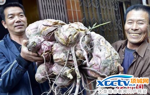 浙江农民挖巨无霸红薯 重达75斤直径超过60厘米