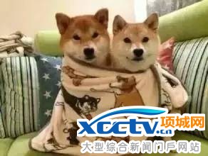 据国家气候中心介绍,赤道中东太平洋于今年8月进入拉妮娜状态,而拉妮娜事件对我国气候的影响之一就是冬季气温可能偏低,易出现冷冬。统计显示,1954年以来,拉妮娜事件影响年份里,我国冬季偏冷的比例超过80%。