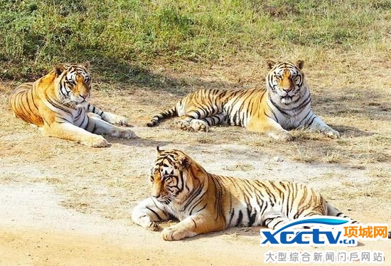 �ؾ���Ͻ���ĺ����ɳ������漴�ϵ����׶���԰�鿴��