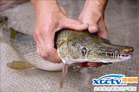 温州1水库现2条凶猛食人鱼