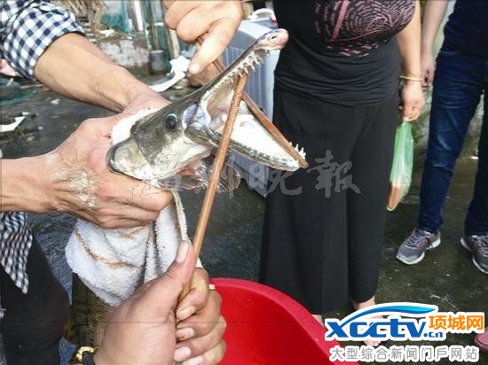 温州1水库现2条凶猛食人鱼