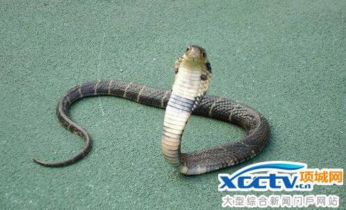 大学生宿舍竟养菜花原矛头毒蛇