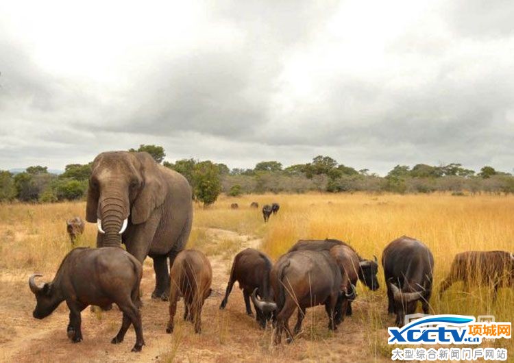 津巴布韦用大象抵债 津巴布韦 抵债 野生动物园