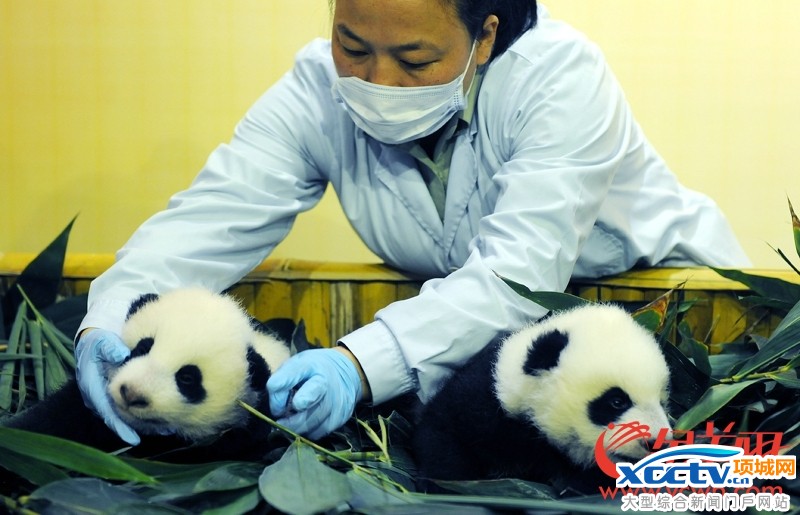 �㶫����һ����è˫��̥