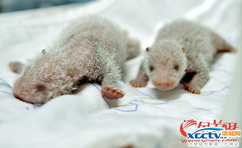 �㶫����һ����è˫��̥