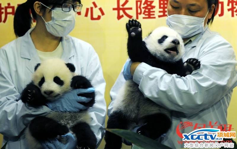 �㶫����һ����è˫��̥