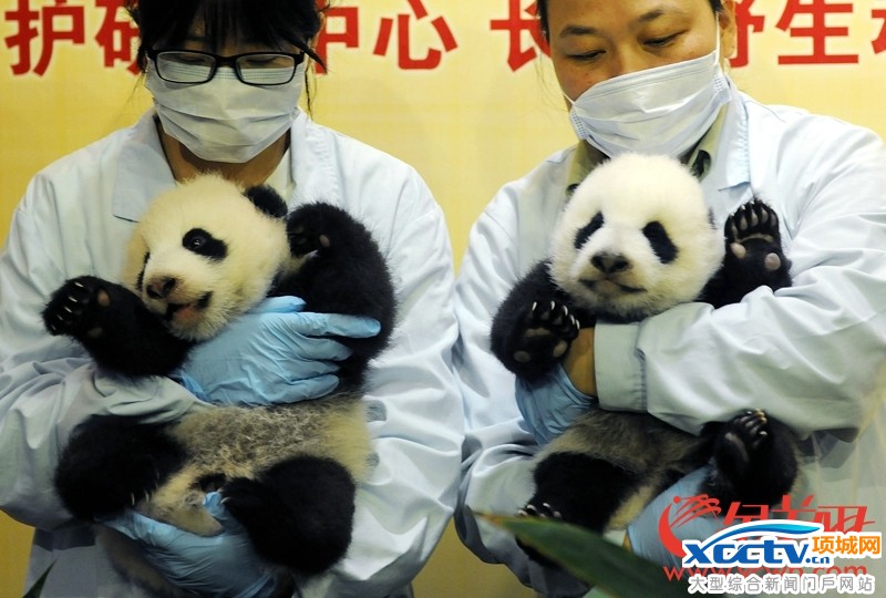 �㶫����һ����è˫��̥