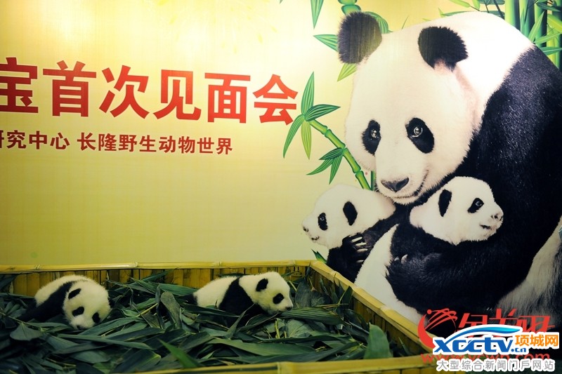 �㶫����һ����è˫��̥