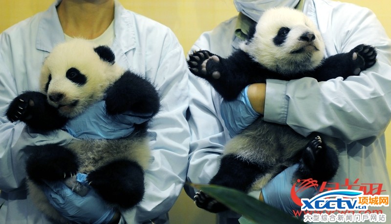 �㶫����һ����è˫��̥