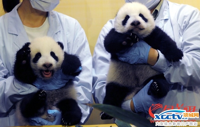 �㶫����һ����è˫��̥