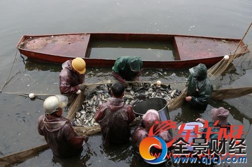 华工喊你回学校免费吃鱼