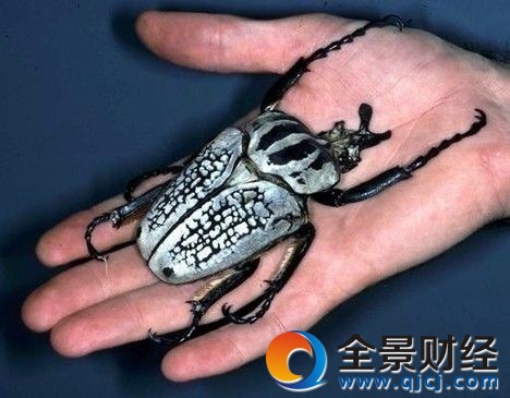 组图:10大巨型昆虫 史前蜈蚣虫体宽2米多