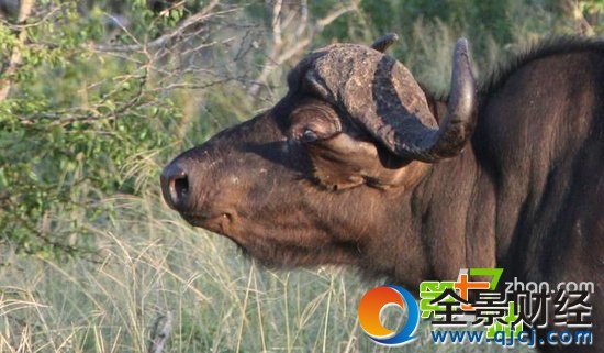 7ͷʨ����ͼ��һͷˮţ��ʳ ��ֳ�������