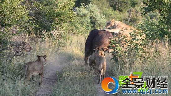 7ͷʨ����ͼ��һͷˮţ��ʳ ��ֳ�������