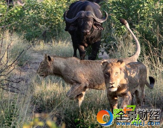 7ͷʨ����ͼ��һͷˮţ��ʳ ��ֳ�������