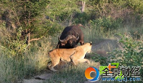 7ͷʨ����ͼ��һͷˮţ��ʳ ��ֳ�������