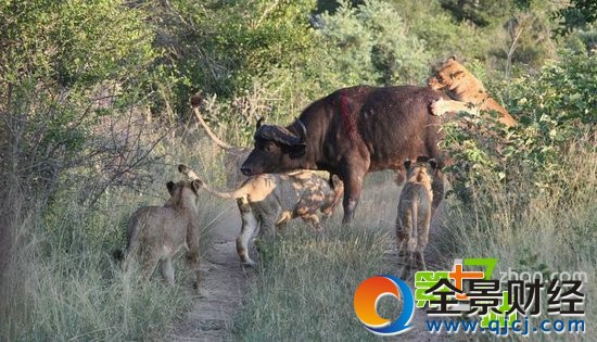 7ͷʨ����ͼ��һͷˮţ��ʳ ��ֳ�������