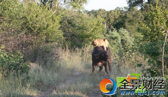 7ͷʨ����ͼ��һͷˮţ��ʳ ��ֳ�������