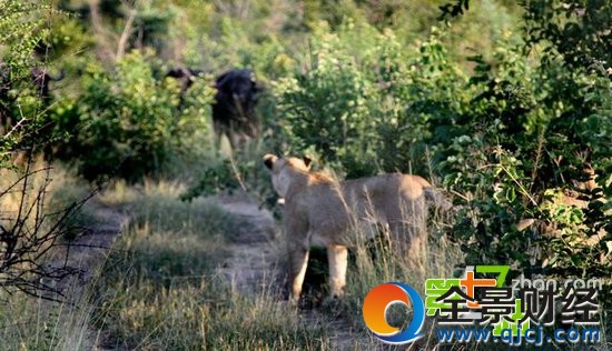 7ͷʨ����ͼ��һͷˮţ��ʳ ��ֳ�������