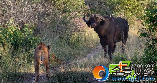 7ͷʨ����ͼ��һͷˮţ��ʳ ��ֳ�������