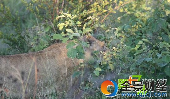 7ͷʨ����ͼ��һͷˮţ��ʳ ��ֳ�������