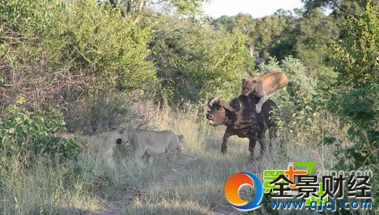 7ͷʨ����ͼ��һͷˮţ��ʳ ��ֳ�������