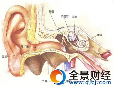 ●耳朵内部结构示意图(小图为李强耳朵中的蟑螂尸体放大图)