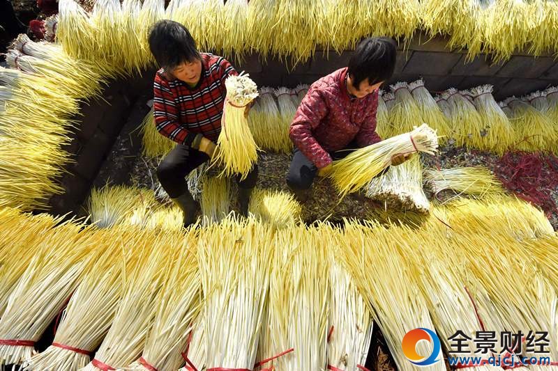 2016年12月1日,山东省沂源县悦庄镇东小水村的农民在整理收获的蒜黄。近年来,山东省沂源县把蒜黄种植作为当地扶贫开发和冬季农民增收的特色产业来抓,积极引导农民利用河边闲滩发展大棚蒜黄种植,所种植的蒜黄俏销各地,成为当地农民冬季增收的“金”产业。新华社发(赵东山 摄)