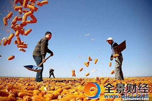 资料图。农民挥动铁锨晾晒玉米,使得满地尽带“黄金甲”,成为一道靓丽的风景线。赵琳 摄