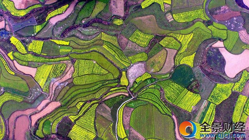 广西融安县东起乡长丰村的油菜花地(2016年3月7日摄)。每年春季花开,都有成千上万的国内外游客来此观光赏玩。新华社记者 张爱林 摄