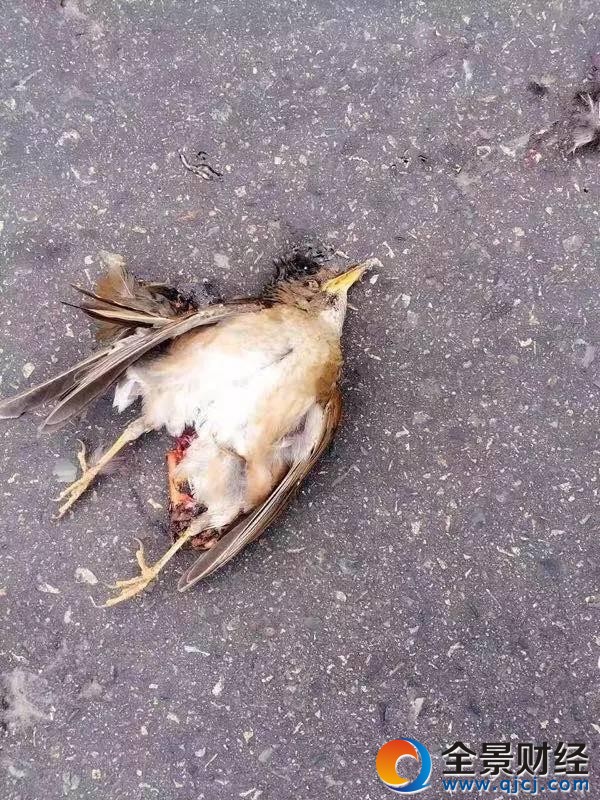 劳斯莱斯和鸟相撞 引擎盖前的“小金人”被撞掉