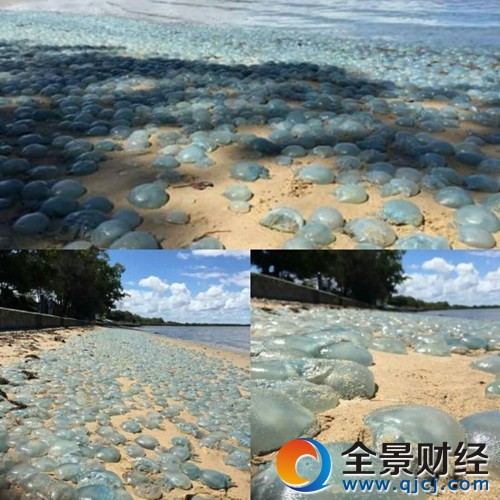 数千水母被冲上岸