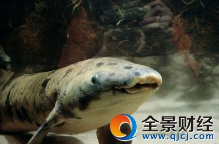 世界最长寿鱼离世 世界最长寿鱼离世