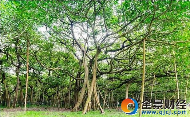 印度榕树独木成林 带你见识一树一森林的奇观 印度榕树独木成林