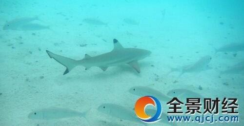 逗弄鲨鱼幼崽遭咬伤 逗弄鲨鱼幼崽遭咬伤