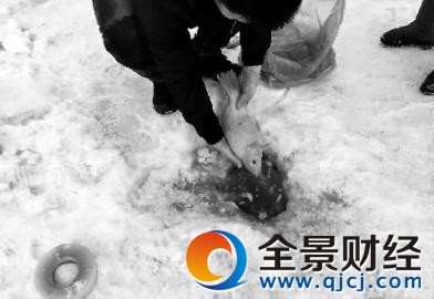 男子正将一条锦鲤放入南湖冰窟中