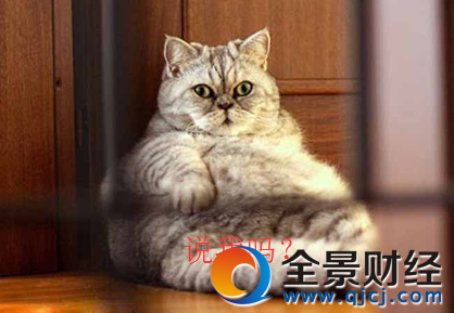 东北虎胖成气球被网友嘲笑 别笑!'真老虎'是这样的
