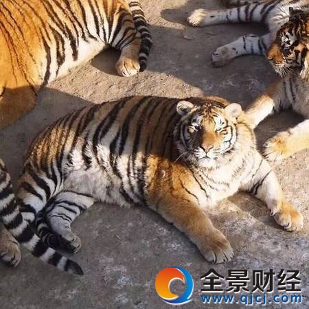 东北虎胖成气球被网友嘲笑 别笑!'真老虎'是这样的