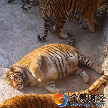 东北虎胖成气球被网友嘲笑 别笑!'真老虎'是这样的