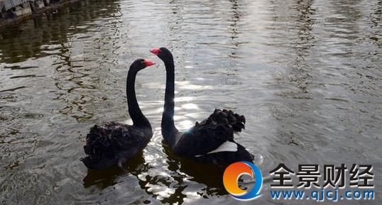澳大利亚一黑天鹅绝食找蛋 网友:可怜天下鹅妈心