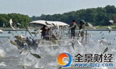 美国亚洲鲤鱼泛滥 官方悬赏100万美元控制鱼类数量