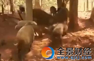 巨蟒吞食小猪仔 愤怒野猪群将巨蟒撕成碎片成功复仇