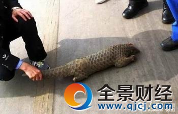 穿山甲贩卖潜规则 小心被毒!注射进去的都是什么东西?